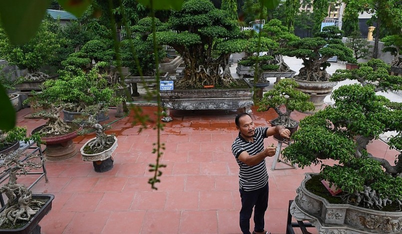 Anh Dương Văn Mười (Thường Tín, Hà Nội) là một nghệ nhân cây cảnh có tiếng. Hiện anh có khoảng 50-60 cây quý, ước tính vườn cây này trị giá lên đến 45 tỷ đồng.