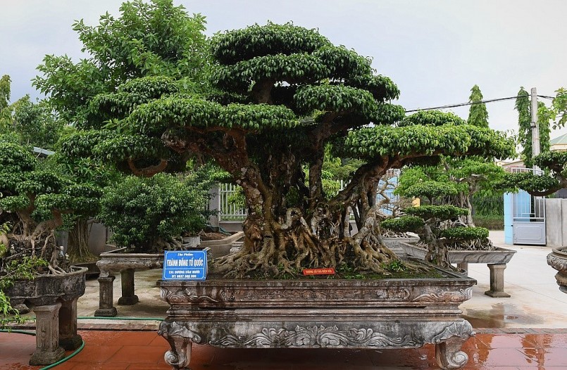 Theo chủ nhân của tác phẩm, phải mất 10 năm tạo tác từ một cây phôi mới ra được tác phẩm  sanh bonsai độc lạ này.