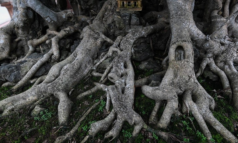 Sanh bonsai cổ thụ này có rễ nâu óng, thân cây mốc chứng tỏ cây đã nhiều năm tuổi. 
