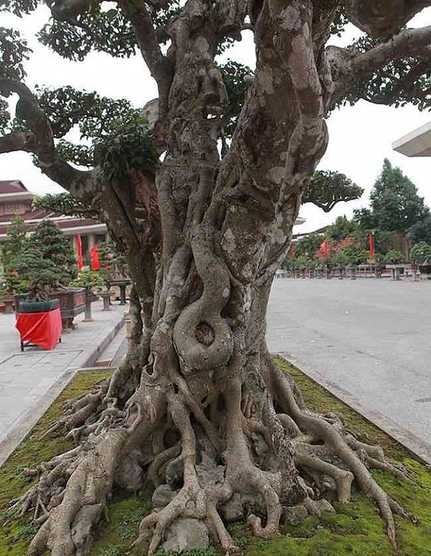 Choáng váng với siêu phẩm sanh bonsai 200 tuổi, điều gì khiến siêu cây có giá triệu đô