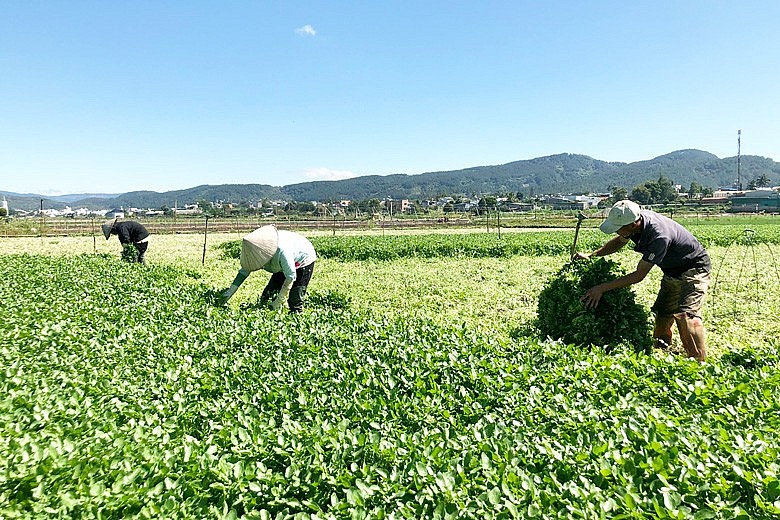 Thu hoạch xà lách xoong trên ruộng nước tại cánh đồng chuyên canh ở Phú Hội