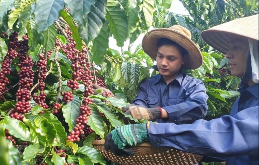 Giá nông sản hôm nay 13/1: Cà phê  bất ngờ tăng mạnh, giá tiêu lao dốc