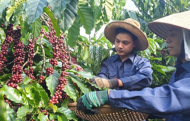 Giá nông sản hôm nay (13/1) Cà phê tăng mạnh, giá hồ tiêu giảm sâu.