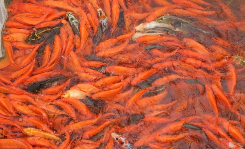 Làng Thủy Trầm (Phú Thọ) là làng nuôi cá chép đỏ lâu đời và lớn nhất miền Bắc.