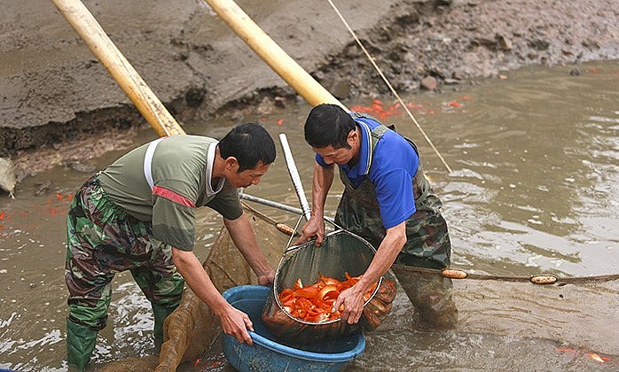 Chỉ còn một ngày nữa là đến 23 tháng Chạp - Tết ông Công, ông Táo, người mua cá chép đỏ đổ dồn về thủ phủ nuôi cá chép đỏ.