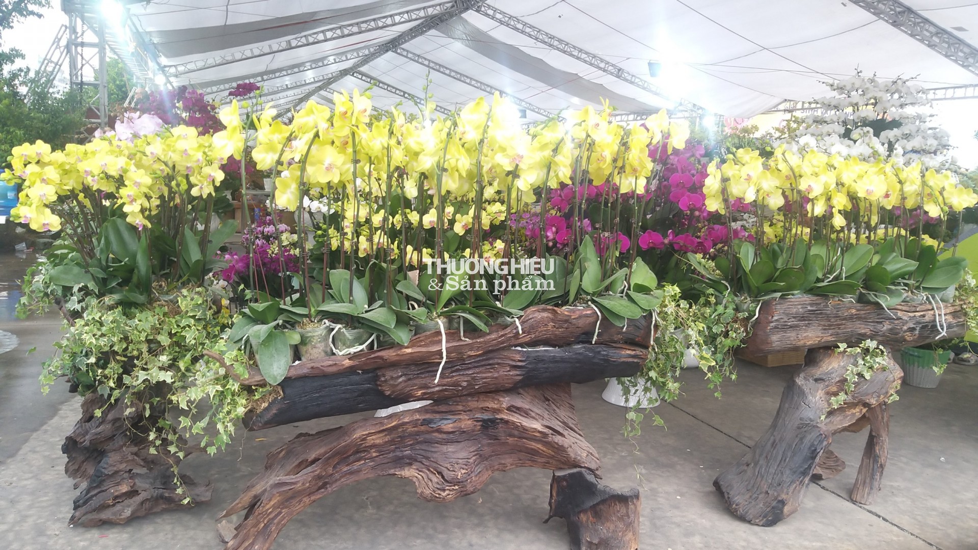 Chiêm ngưỡng siêu phẩm cây cảnh tại Hội hoa xuân - trưng bày sinh vật cảnh ở Quảng Ninh