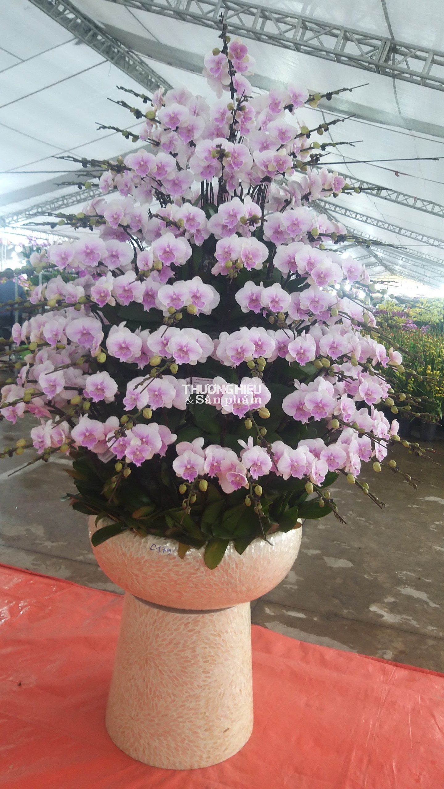 Chiêm ngưỡng siêu phẩm cây cảnh tại Hội hoa xuân - trưng bày sinh vật cảnh ở Quảng Ninh
