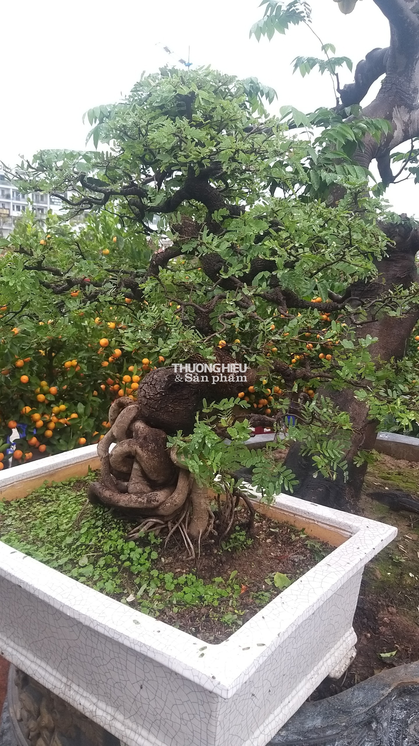 Siêu phẩm những cây bonsai tại Hội hoa xuân - trưng bày sinh vật cảnh