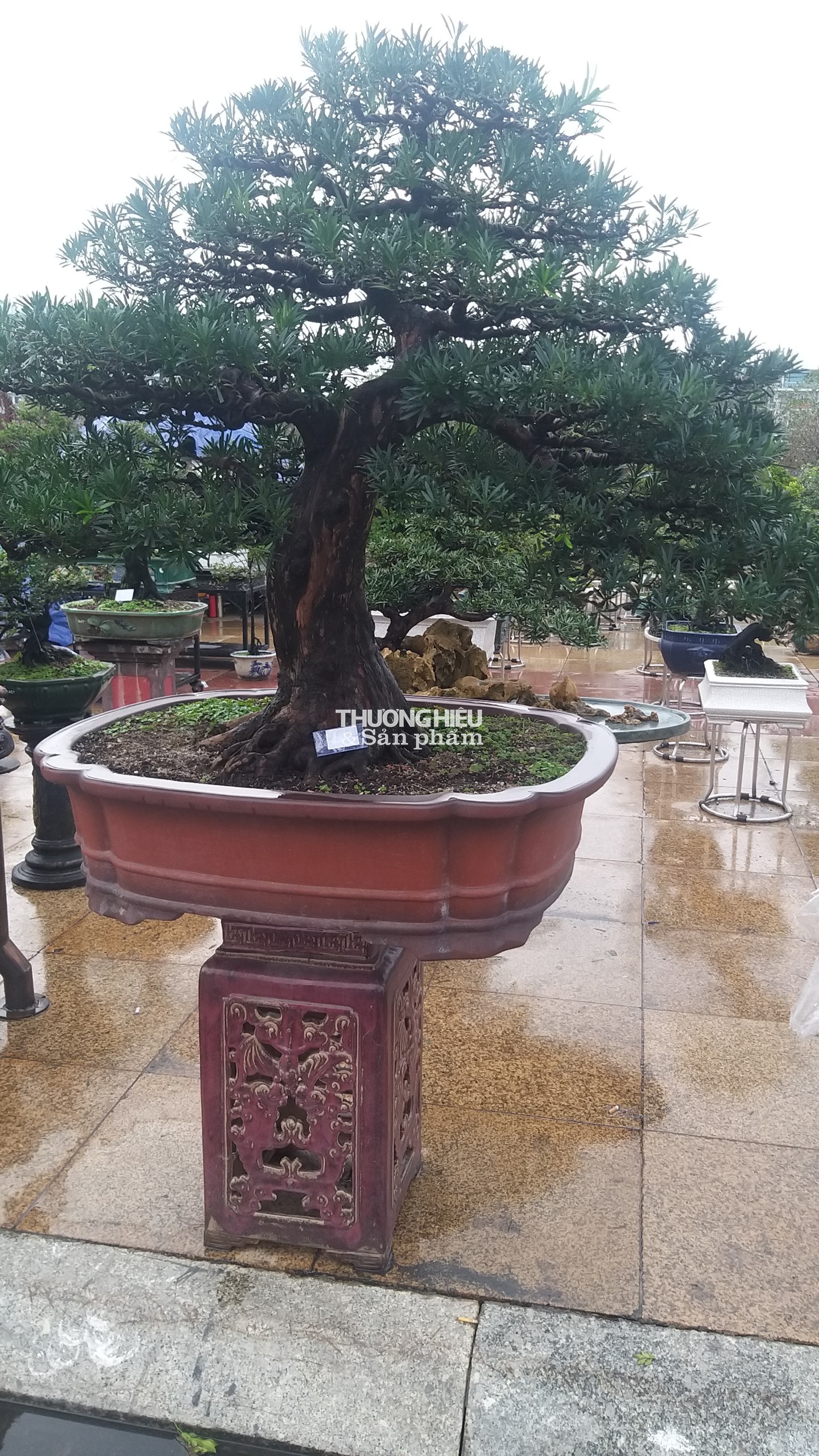 Siêu phẩm những cây bonsai tại Hội hoa xuân - trưng bày sinh vật cảnh