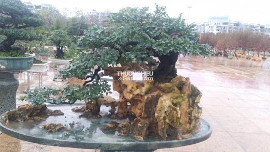 Chiêm ngưỡng những cây bonsai trăm triệu tại Hội hoa xuân - trưng bày sinh vật cảnh
