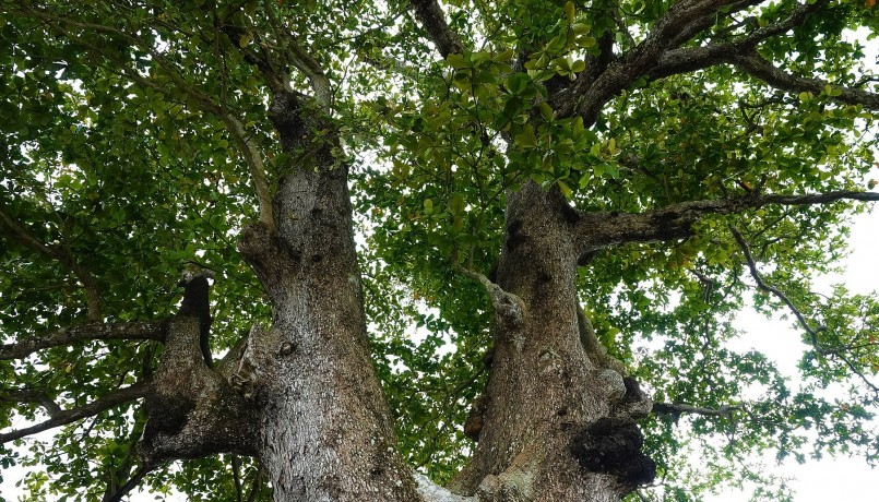 Cây có tán lá rộng và xanh tốt phủ dài khuôn viên sân đình. Thân cây cũng có nhiều u nần sần sùi trông rất lạ mắt. 