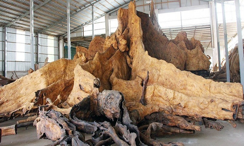 Nhiều đại gia, người chơi cây cảnh đến tham quan và khẳng định gốc cây bàng đá cổ của ông Kiên ở Việt Nam chỉ có một.