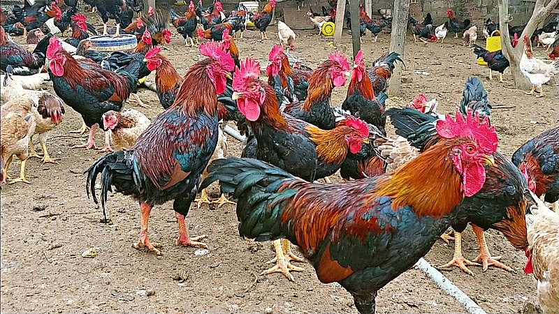 Gà mía có nguồn gốc từ Sơn Tây