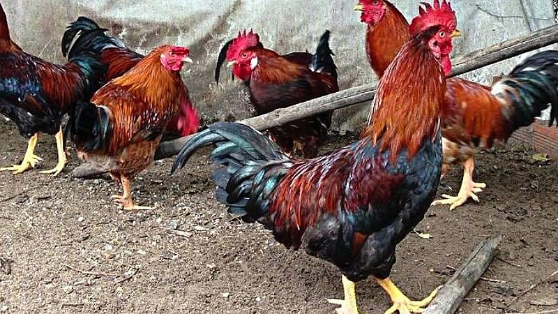 Gà mía thịt thơm ngọt tự nhiên