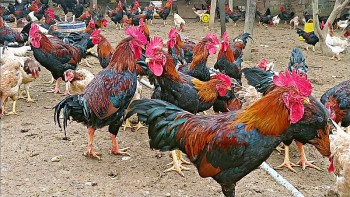Giống gà đẹp mã, ngọt thịt đang được săn lùng ăn Tết đem chế biến những món này thì ngon hết nấc