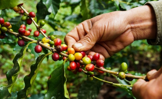 Giá nông sản hôm nay 14/1: Cà phê tiếp đà tăng, hồ tiêu chững giá đi ngang