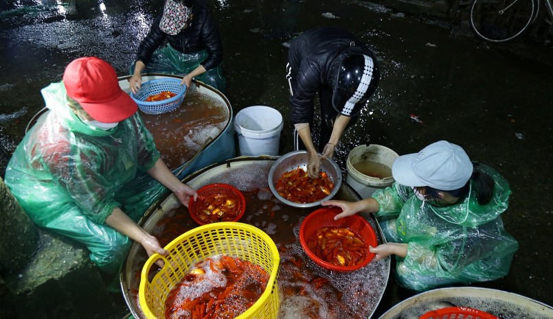 Chợ cá Yên Sở nơi cung cấp cá chép đỏ đã 'ngập sắc đỏ' từ mờ sáng ngày Tết ông Táo.