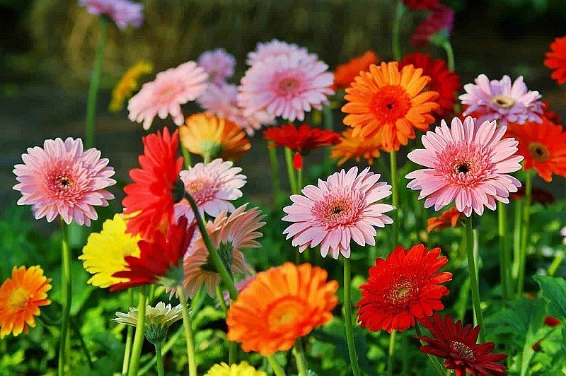 8 loại hoa chưng bàn thờ ngày Tết cho năm mới may mắn, đắc tài sai lộc
