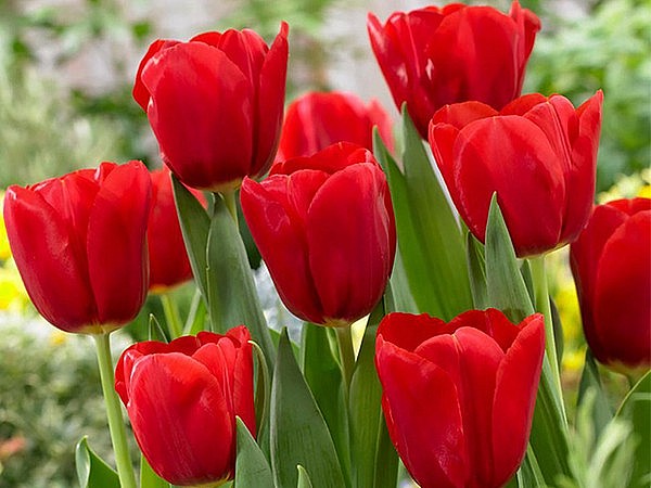 8 loại hoa chưng bàn thờ ngày Tết cho năm mới may mắn, đắc tài sai lộc