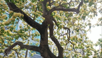 Cây hoa bún cổ thụ trăm tuổi độc nhất ở Hà Nội, được ví như cây thiêng người dân quý như báu vật