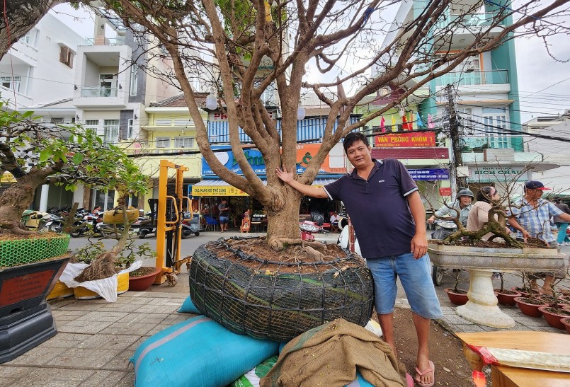 Cây mai cổ thụ “bàn tay 5 ngón” của anh Nguyễn Văn Trãi (39 tuổi, huyện Châu Phú, tỉnh An Giang) cũng được xem là tâm điểm thu hút tại chợ hoa Xuân Long Xuyên năm nay.
