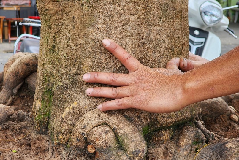 Theo anh Trãi, cây mai vàng với hình dáng như bàn tay 5 ngón này có bề hoành gốc to 1,1m, thân cao 5m. Tính đến nay cây mai đã khoảng 40 năm tuổi, hiện đang được rao bán với mức giá là 1,5 tỉ đồng.