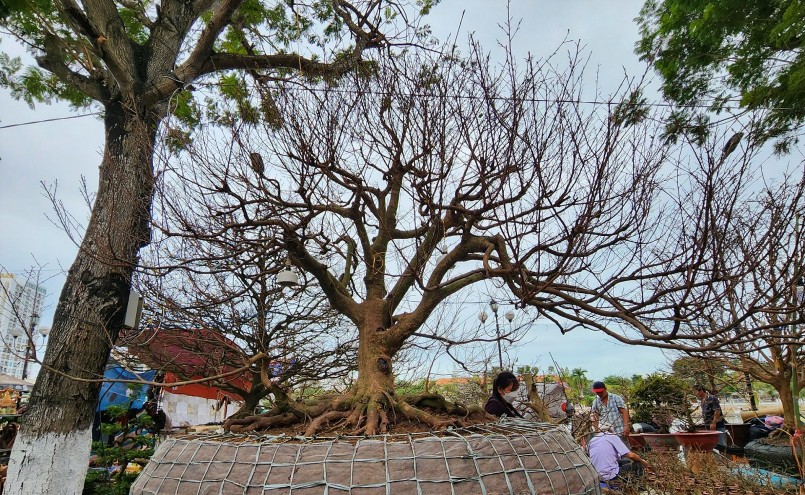 Chủ nhân của cây mai cổ thụ như con bạch tuộc này là anh Nguyễn Văn Rạng (37 tuổi, huyện Châu Phú, tỉnh An Giang).