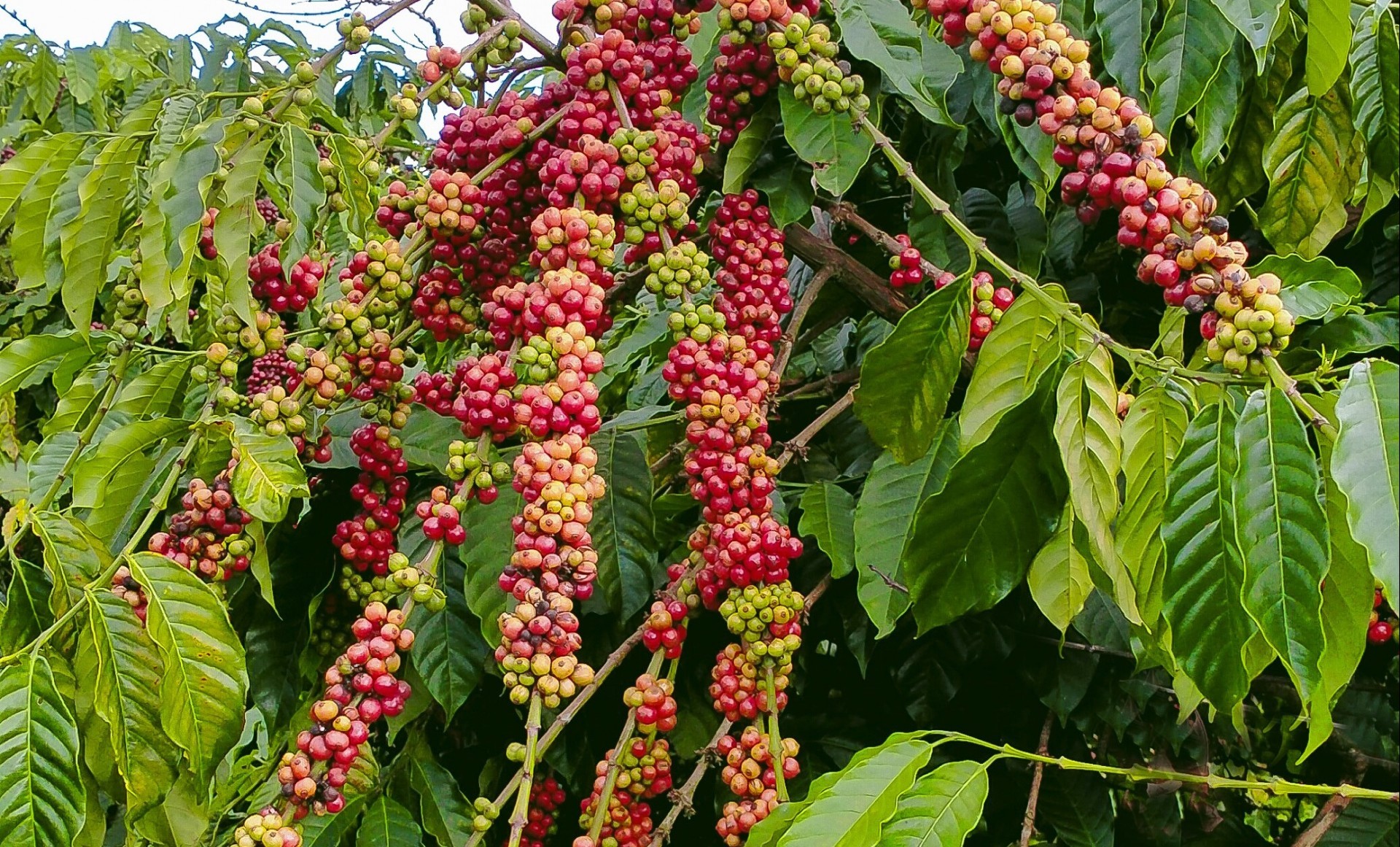 Giá nông sản hôm nay 15/1: Giá cà phê tăng 1.300 - 1.600 đồng/kg so với đầu tuần, giá tiêu kỳ vọng từ làn gió mới