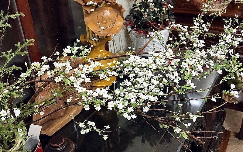 Hoa tuyết mai mang màu trắng nền nã 
