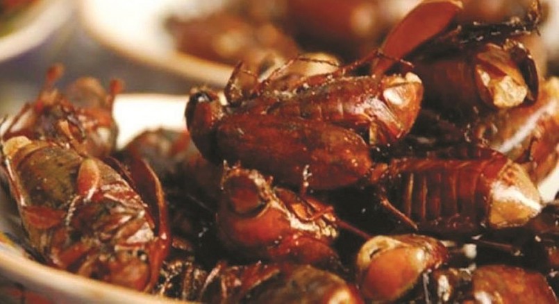 Loài bọ rầy nhìn thì ghê nhưng là món đặc sản đắt đỏ vùng Bảy Núi.