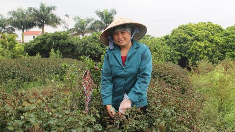 Nông dân thu hoạch cây tía tô ở xã Tân Quang (huyện Văn Lâm, tỉnh Hưng Yên)