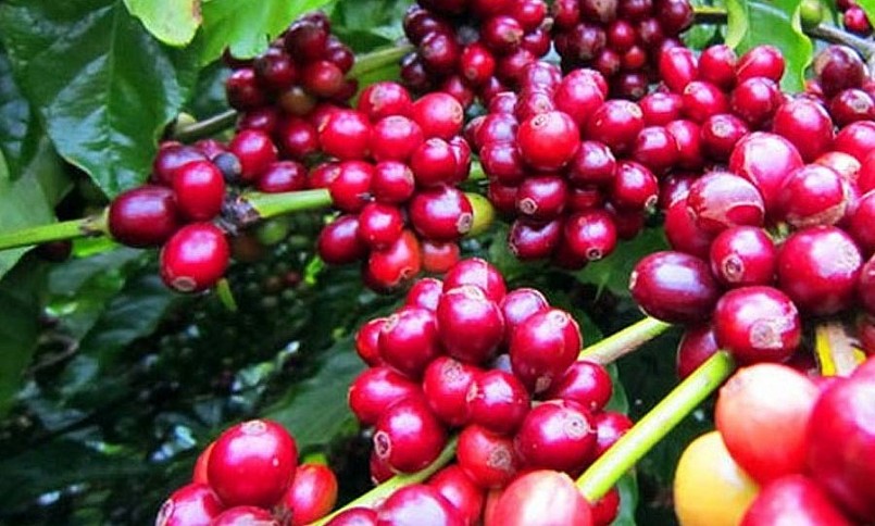 Giá nông sản hôm nay (16/1) cà phê tiếp tục duy trì đà tăng trong phiên giao dịch đầu tuần. 