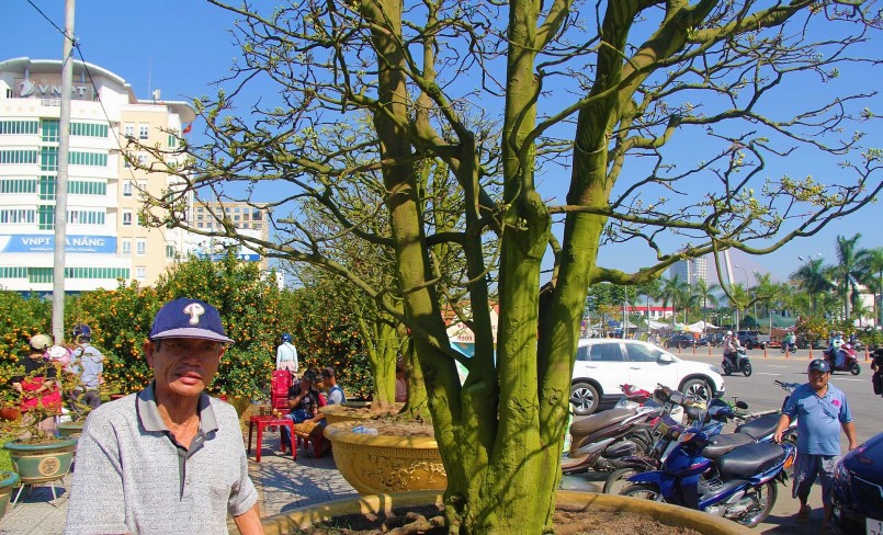 Cúc mai cổ thụ đang gây 'sóng gió' tại Chợ hoa xuân Đà Nẵng với giá tiền tỷ khủng cỡ nào?