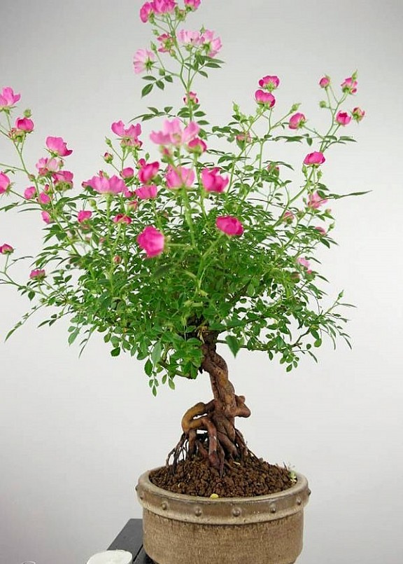 chậu hoa hồng bonsai được nhiều khách hàng lựa chọn.