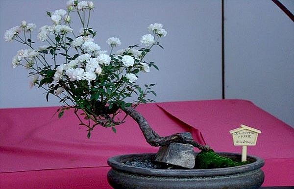 cây hoa hồng bonsai trở thành lựa chọn của đa số người dùng bởi tính thân thiện cũng như vẻ đẹp sang trọng, quyến rũ.