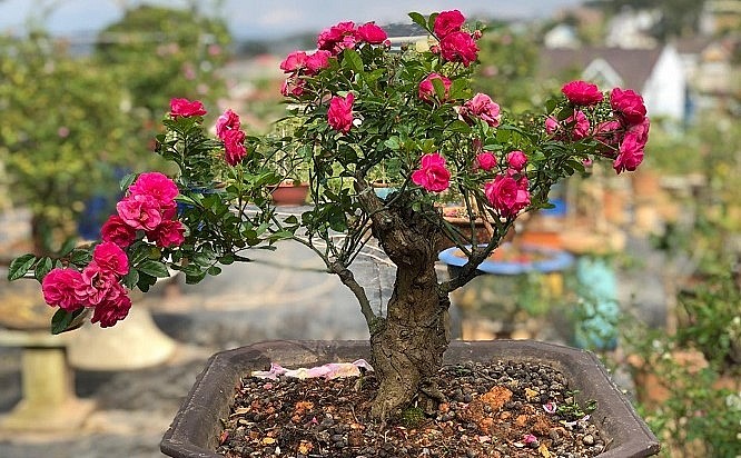 Hoa hồng đã đẹp, nhưng hồng bonsai lại có một vẻ quyến rũ đặc biệt.