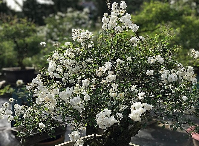 hồng bonsai không chỉ có vẻ đẹp kiều diễm của bông hoa mà còn mang đến sự sang trọng của một loài cây cảnh.