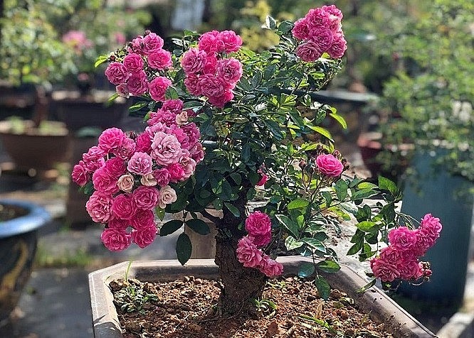 hoa hồng bonsai chơi gốc và hoa, cây thuộc dòng lùn, thân và gốc thường to, lâu niên.
