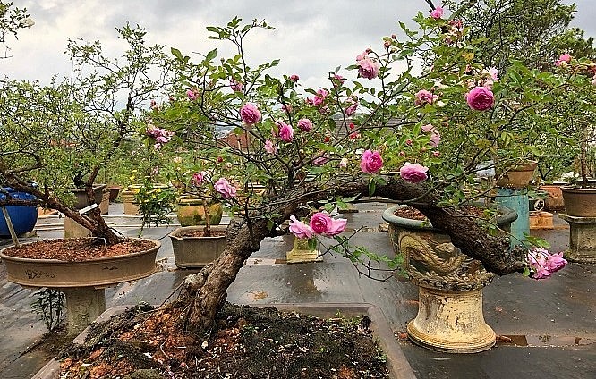 Với vẻ đẹp, hình dáng và hương thơm nổi bật, hoa hồng bonsai với vẻ đẹp hoàn mĩ trở nên gần gũi với không gian sống hiện đại. 