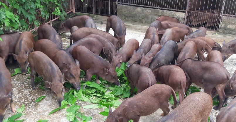 Lợn rừng chủ yếu ăn rau, củ, quả.... 