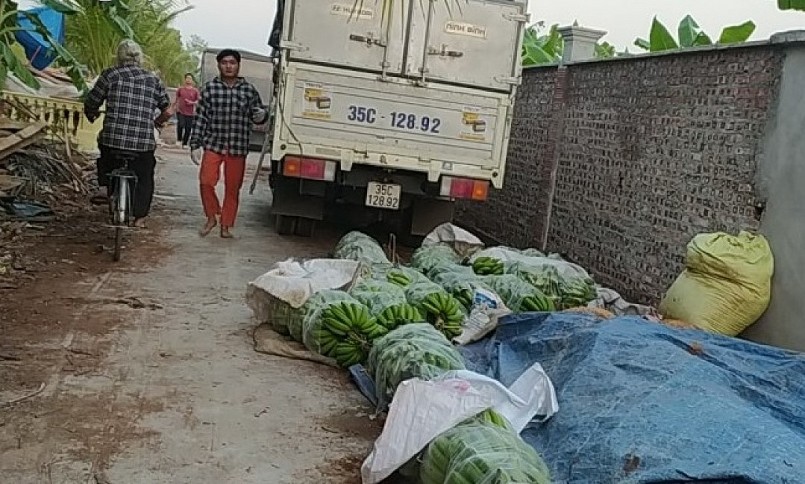 Trước tết một tuần, thương lái khắp nơi đổ về các huyện Thanh Hà, Kinh Môn, tỉnh Hải Dương để thu mua chuối.
