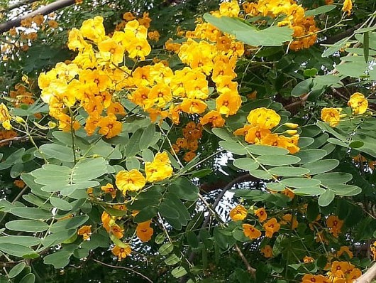 Loài hoa màu vàng xinh đẹp là dược liệu quý cho những người "khổ" vì bệnh tiêu hóa