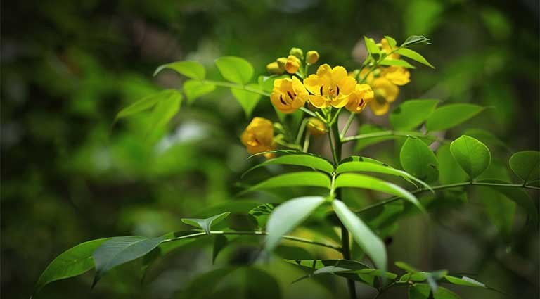 Loài hoa màu vàng xinh đẹp là dược liệu quý cho những người 