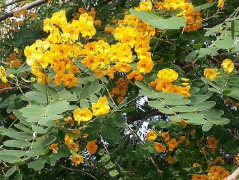 Loài hoa màu vàng xinh đẹp là dược liệu quý cho những người 