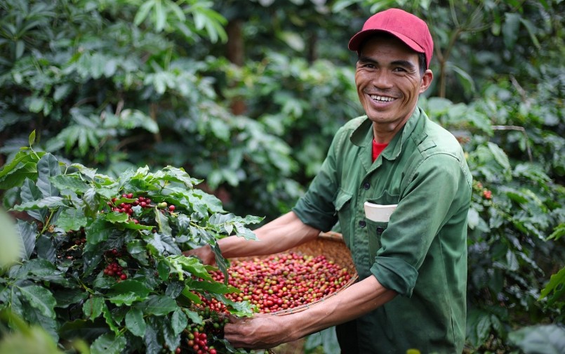 Giá nông sản hôm nay (17/1) ghi nhận giá cà phê bất ngờ giảm giá tiêu đi ngang.