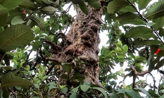 Kinh ngạc cây ổi bonsai độc lạ chủ nhân đòi 15 tỷ, tiền đâu phải lá mít