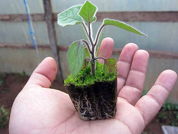 Loại quả dại ở Việt Nam không ai ăn, bên Nhật bán 700.000 đồng/kg, bất ngờ cây cực dễ trồng, dễ chăm