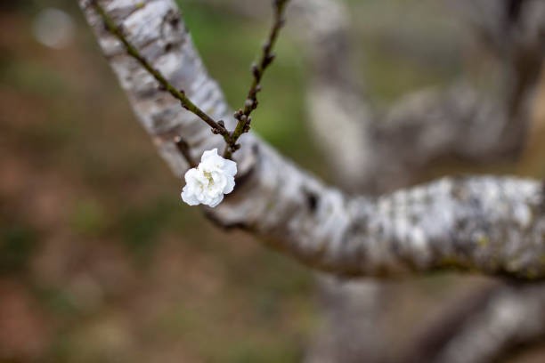 Những công dụng sức khỏe thú vị của cây đào mùa xuân có thể bạn chưa biết