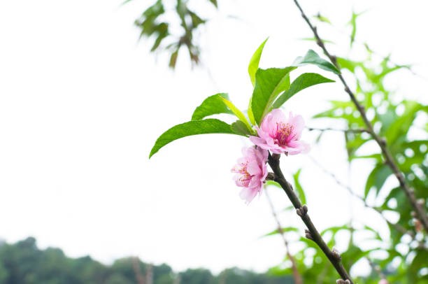 Những công dụng sức khỏe thú vị của cây đào mùa xuân có thể bạn chưa biết