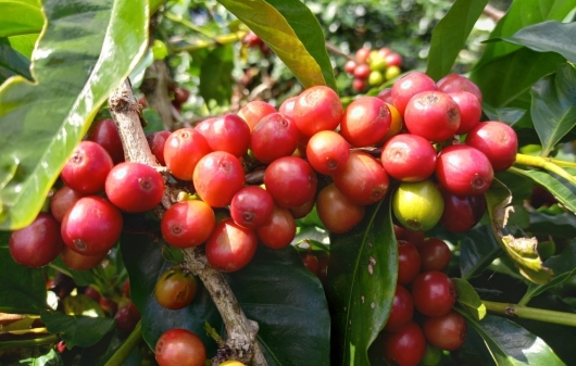 Giá nông sản hôm nay 18/1: Giá cà phê đồng loạt giảm, giá tiêu lao dốc tụt dưới mức 60.000 đồng/kg